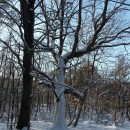 Winterliche Schönheit